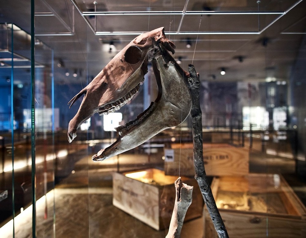 Vitrine mit den Schädelknochen eines Pferdeopfers (LWL/P. Jülich)