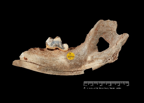 Auf diesem Bild sieht man einen Hundekiefer aus der Gough´s Cave (Großbritannien), mit einem Loch.  Aufgrund des Alters, ist der Kiefer bräunlich verfärbt