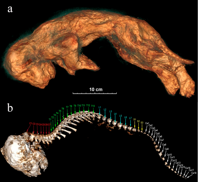 Bild des gut erhaltenen Höhlenlöwenbabys und des dazugehörigen Skeletts.