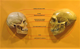 Zwei Schädel, ein Homo Sapiens, ein Neandertaler, gegenüber von einander