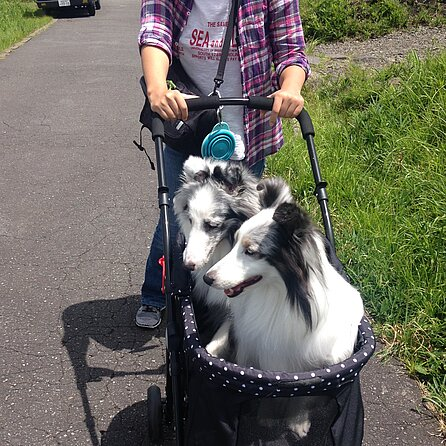 Auf diesem Bild sieht man eine Frau die in einem Park einen Kinderwagen schiebt. In dem Kinderwagen sitzen zwei schwarz-weiße Hunde. Die Hunde schauen sich die Umgebung an.