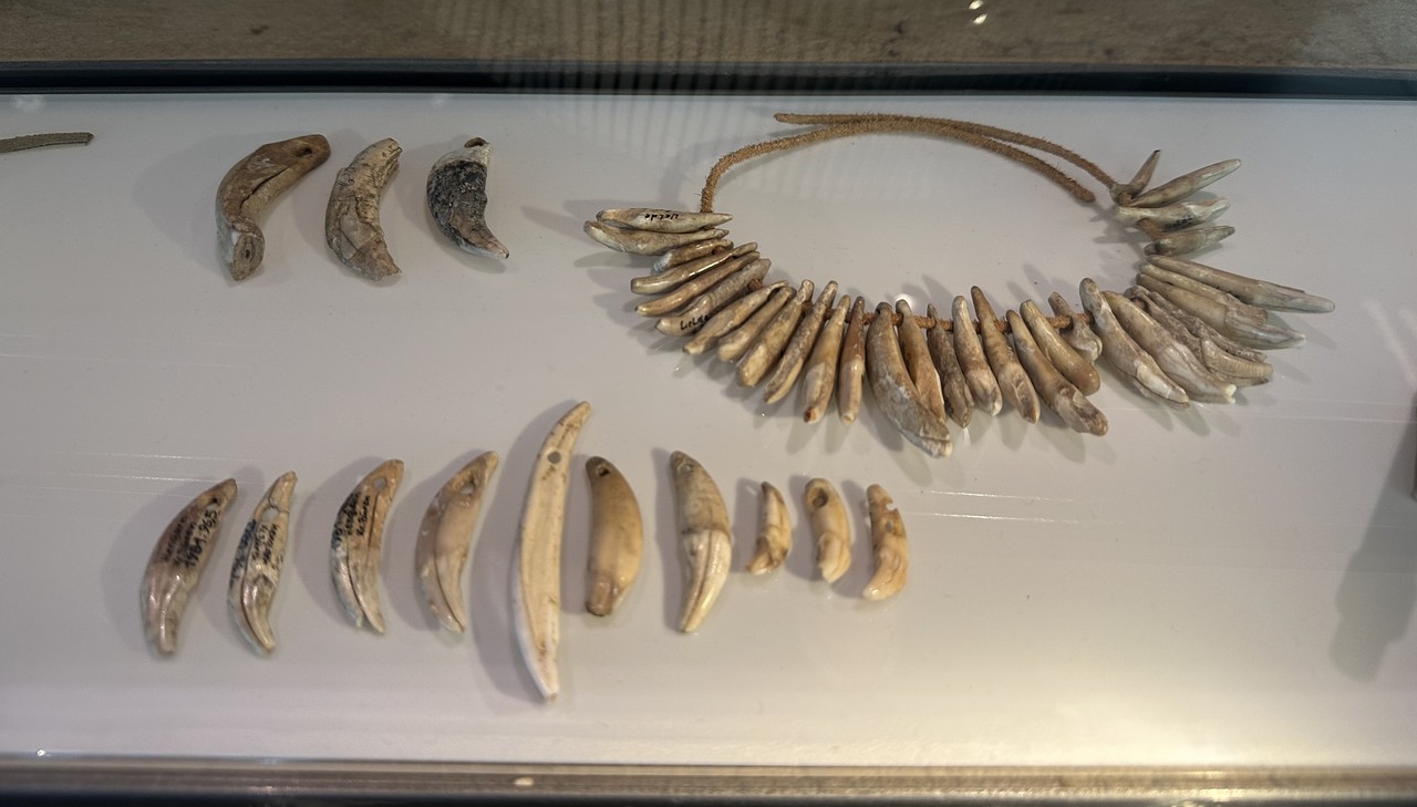Auf dem Bild ist eine Sammlung archäologischer Exponate zu sehen, die in einer Vitrine präsentiert werden. Rechts oben befindet sich eine Halskette, die aus vielen gebogenen und spitzen Zähnen zusammengesetzt ist. Die Zähne sind durch eine braune Schnur miteinander verbunden. Links von der Halskette befinden sich einzelne Tierzähne in zwei Reihen platziert. Die Exponate sind alle braun bis cremefarben und weisen altersbedingte Gebrauchsspuren auf, sind aber deutlich als Tierzähne zu erkennen.