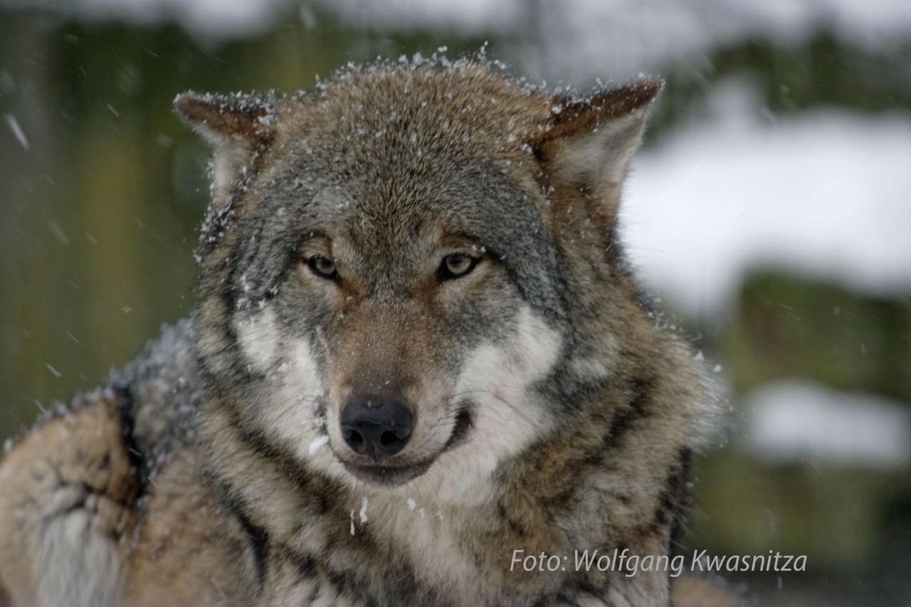 Foto: Wolfgang Kwasnitza 