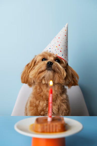 Auf diesem Bild sieht man einen kleinen hellbraunen Hund, der an einem Tisch sitzt. Er trägt einen weißen Geburtstagshut mit bunten Punkten. Vor ihm auf dem Tisch steht auf einem Teller eine Portion Hundefutter mit einer Geburtstagskerze darin.