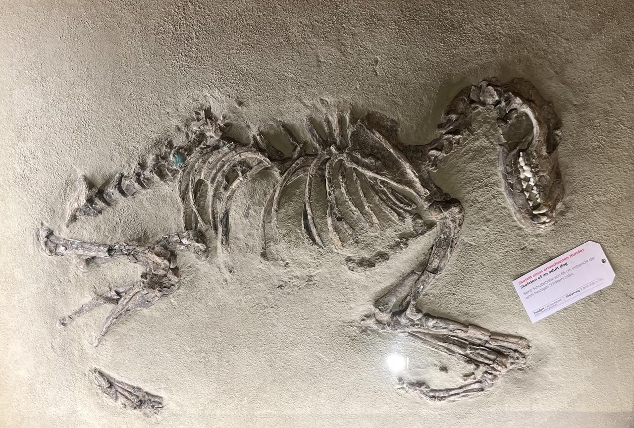 Auf diesem Bild sieht man das Skelett eines Hundes. Dieses Skelett wurde auf dem Gelände der Zeche Erin in Castrop-Rauxel gefunden. Es wurde als Block geborgen, das heißt es steckt noch in der Erde und ist so in der Ausstellung zu sehen.