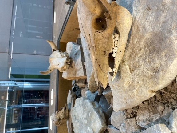 Auf dem Foto sieht man drei gut erhaltenen Tierschädel. Diese liegen auf Steinen. Der Schädel im Vordergrund stammt von einem Schwein. Dahinter im Bilden liegen die Schädel von einem Rind und links daneben von einem Schaf.