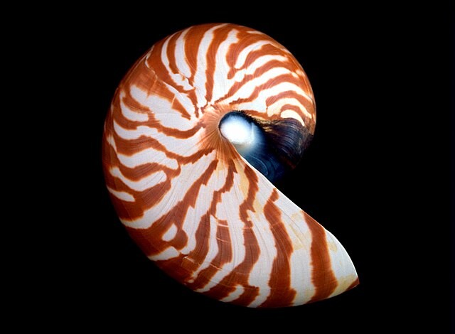 Zu sehen ist ein leeres Nautilusgehäuse in der Mitte des Fotos auf schwarzem Hintergrund. Es sieht aus wie eine dicke Zwei, nur dass der untere Strich fehlt. An der schrägen, nicht runden Seite befindet sich die Öffnung des Gehäuses. Allerdings ist die Öffnung nicht zu sehen, denn man sieht das Gehäuse nur zweidimensional von der Seite. Durch den schwarzen Hintergrund wirkt es so, als ob das Gehäuse leuchten würde. Das Gehäuse ist braun-weiß gestreift. Das Braun ist eher heller und die Streifen sind wie bei einem Zebra oder Tiger. Das Ende des Gehäuses, welches nach innen gebogen ist, sieht schwarz aus. Genau dort, wo das Gehäuse auch am stärksten gekrümmt ist, befindet sich etwas weiß-blaues, was aussieht wie eine Perle. Bei dieser Krümmung ist das Gehäuse komplett hellbraun gefärbt.