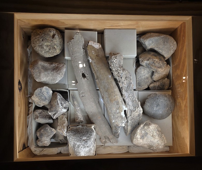 Foto des Exponats in der Ausstellung des Museums. Eine Holzkiste, der Innenraum ist beleuchtet. Darin liegen gräuliche Knochenfragmente.