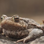 vergrößerte Bildansicht wird geöffnet