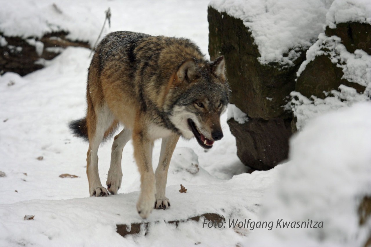 Foto: Wolfgang Kwasnitza