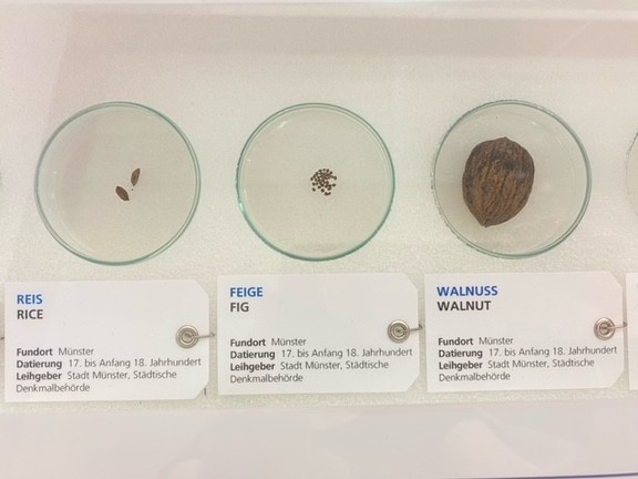 Zu sehen sind drei Petrischalen aus Glas. Auf der ersten befinden sich zwei Reiskörner, welche leicht bräunlich verfärbt sind. Auf der zweiten erkennt man mehrere kleine Kerne, die von Feigen stammen. Eine Walnuss liegt auf der letzten Schale. Die Essensreste wurden in einer Kloake in der Stadtkirche Münster entdeckt. Sie stammen aus dem 17. Bis Anfang 18. Jahrhunderts.