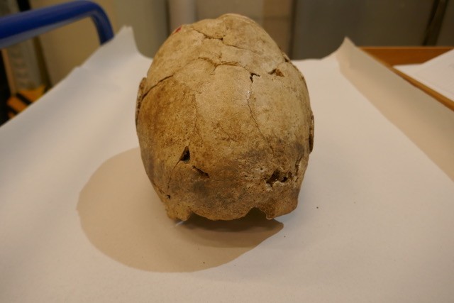 Das Bild zeigt die Rückseite eines menschlichen Schädels aus der Jungsteinzeit. Der Schädel ist alt und zeigt viele Risse, aber seine Form ist weitgehend erhalten. Zu sehen ist der Hinterkopf, der auf einer weißen Unterlage liegt. Die typischen roten Markierungspfeile sind am oberen Rand angeschnitten.
