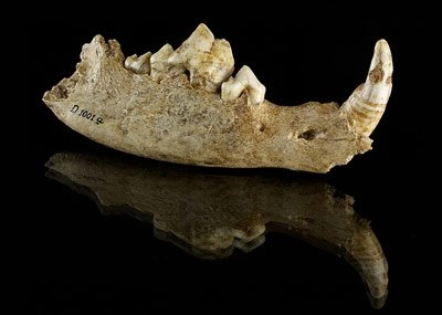 Auf diesem Bild ist der Unterkiefer des Hundes aus dem Doppelgrab von Oberkassel zu sehen. Nur eine Hälfte des Unterkiefers ist erhalten. Der Kiefer ist aufgrund seines Alters von 14.300 Jahren bräunlich verfärbt.