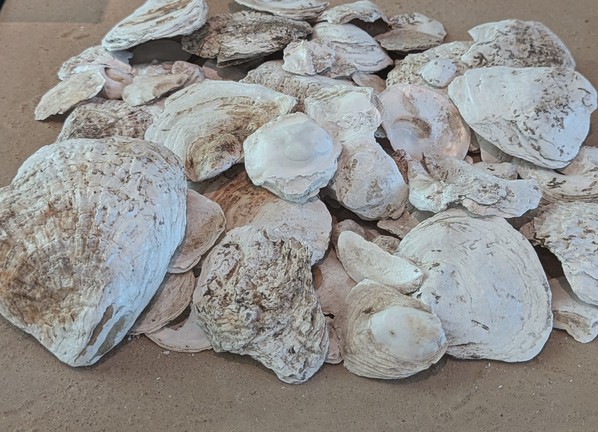 Das Bild zeigt die Austernschalen in einem Haufen von leicht schräg oben. Es sind verschiedene leichte Einkerbungen und Beschädigungen auf den einzelnen Muscheln zu erkennen. Die Muscheln liegen auf einem sandigen Untergrund.
