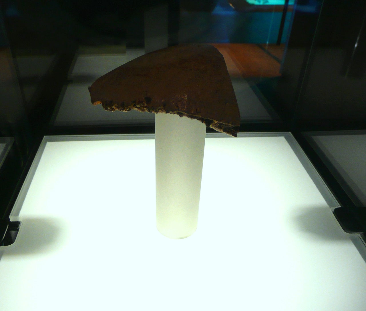Das Original im Evolutionskubus in der Dauerausstellung (Foto: Lara Helsberg).