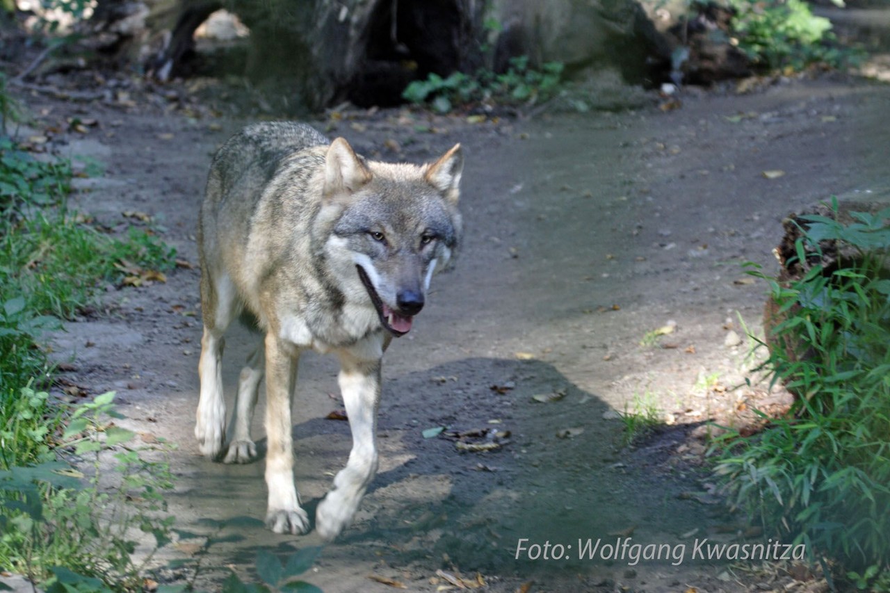 Foto: Wolfgang Kwasnitza