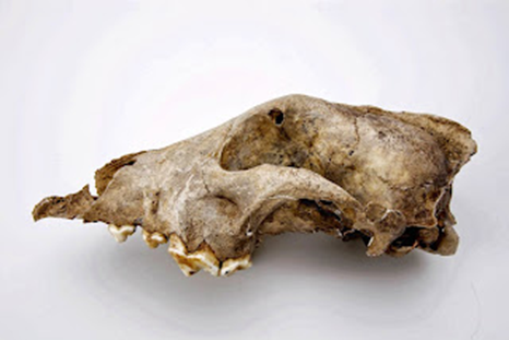 Auf diesem Bild ist der Schädel eines Hundes aus Goyet, Belgien zu sehen. Da er 31.000 Jahre alt ist, ist der Knochen bräunlich verfärbt. Der Unterkiefer ist nicht mehr erhalten.