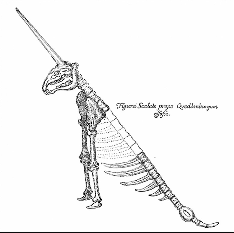 Historisch-Wissenschaftliche Illustration aus der Protogaea von Gottfried Wilhelm Leibniz. Oben befindet sich ein großes, detailliert gezeichnetes Fossil. Unten sieht man ein Skelett des Einhorns von Quedlinburg. Es setzt sich zusammen aus einem langen, segmentierten Schwanz, rippenartigen Fortsätzen und einem Schädel in dessen Mitte ein langes Horn sitzt.