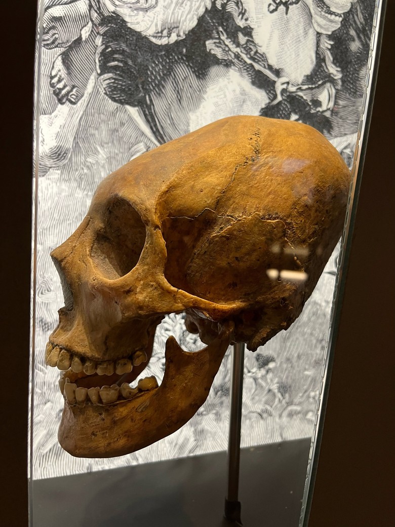 Dies ist ein Farbfoto der Kopie eines verformten Schädels mit nach hinten verlängerter Schädelkalotte und fliehender Stirn. Im Hintergrund ist eine Illustration zu erkennen. Der Schädel ist deformiert und ist eine Kopie des Originals im Museum für Ur- und Frühgeschichte Thüringens. Die Kopie und das Original sind fast identisch. Der einzige Unterschied der Kopie besteht darin, dass der Kiefer geöffnet ist.